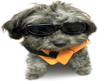 Protect Your Pup's Eyes: UV Shield Dog Goggles for Small Breeds