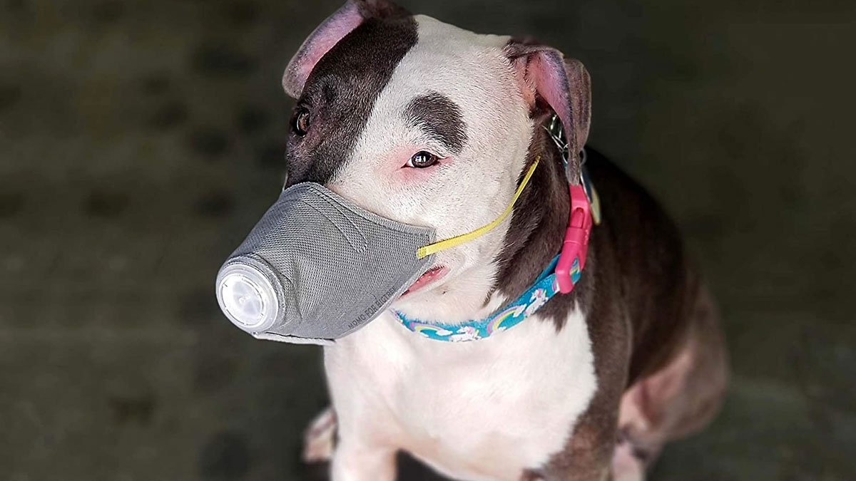 Face Mask for Dogs