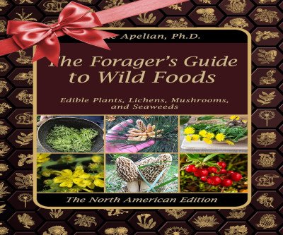 Your Ultimate Field Guide to Wild Edibles & Medicinal Plants