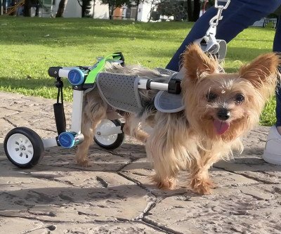 Freedom for Fido: Adjustable Pet Wheelchair