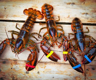Fresh Live Maine Lobsters - Next Day Delivery