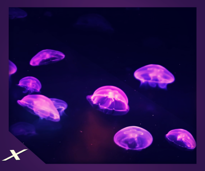 Funky Jelly Fish Aquarium - A Splash of Color
