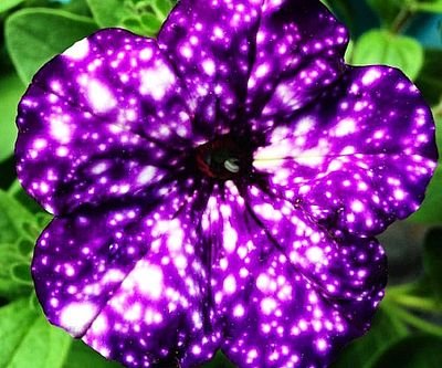 Petunia Galaxy Flowers
