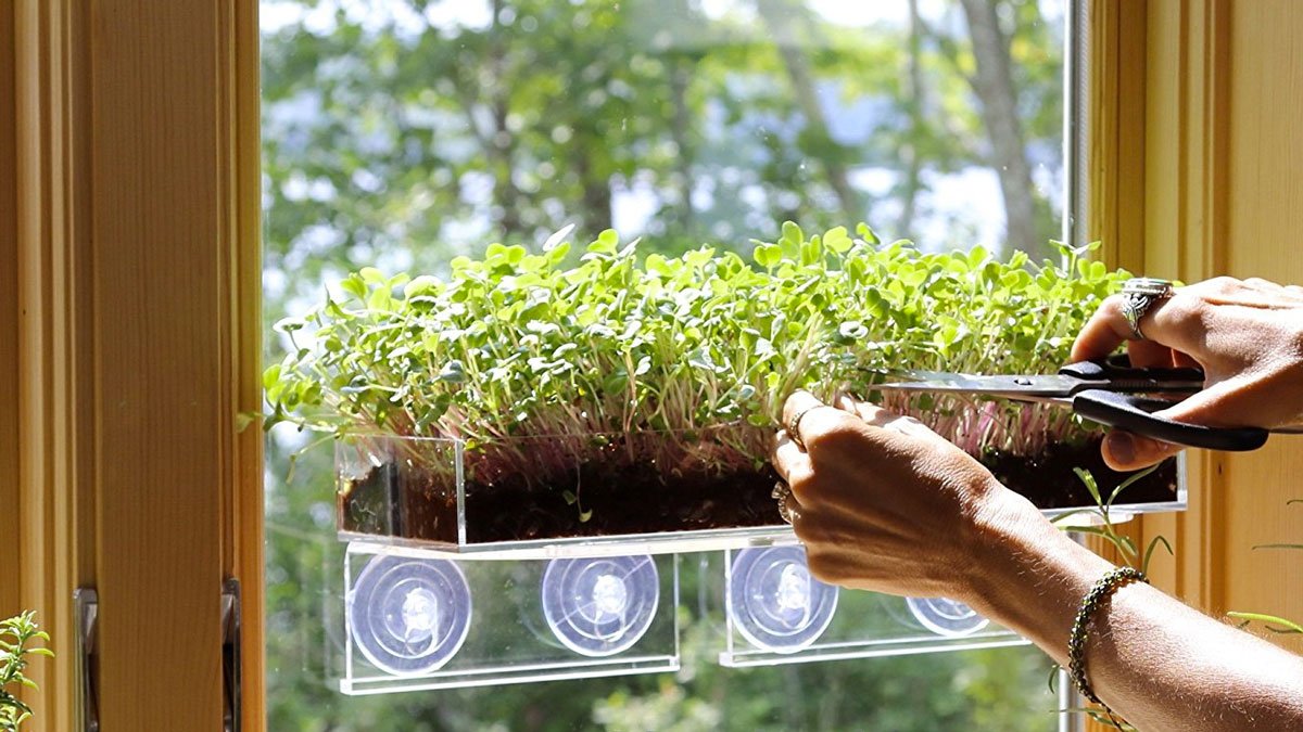 Grow 'n' Serve Microgreen Kits