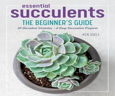Grow Your Green Thumb with Essential Succulents