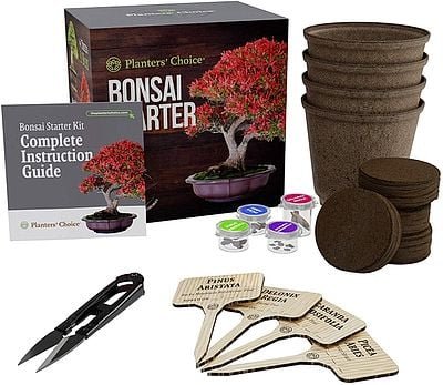 Grow Your Own Bonsai Tree Starter Kit