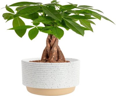 Bring Luck Home: Money Tree Plant with Braided Trunk