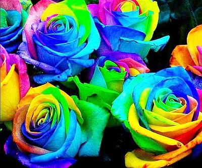 Rainbow Rose Seeds