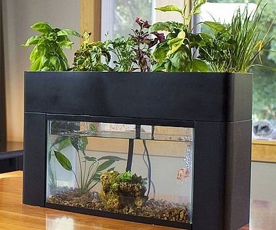 Self Sustaining Aquarium Garden