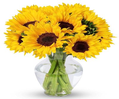 Radiant Sunflower Bouquet - 10 Stems with Vase