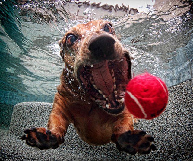 Underwater Dogs - Subsurface Fetching Photos