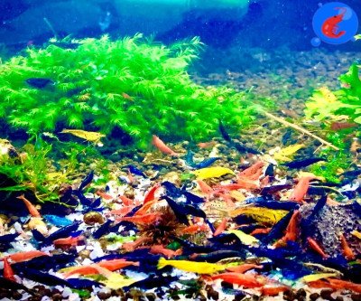Vibrant Live Freshwater Shrimp Mix - 20+ Colorful Neocaridina for Nano Aquariums