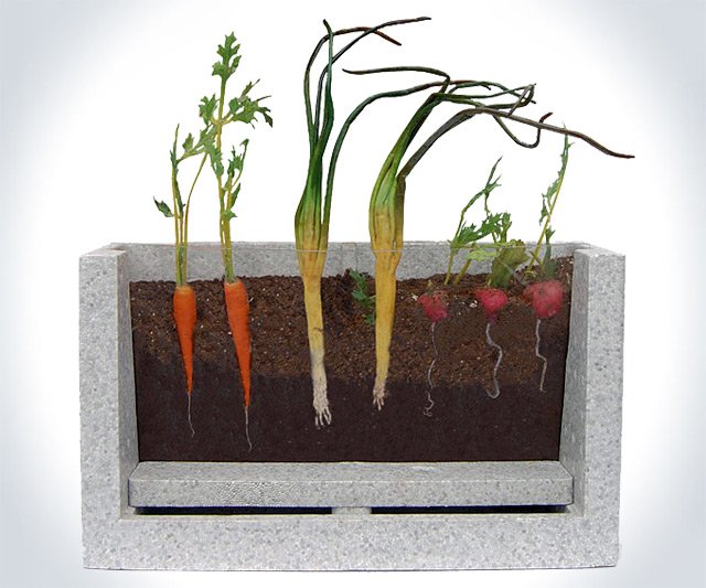 Transparent Root Vegetable Farm