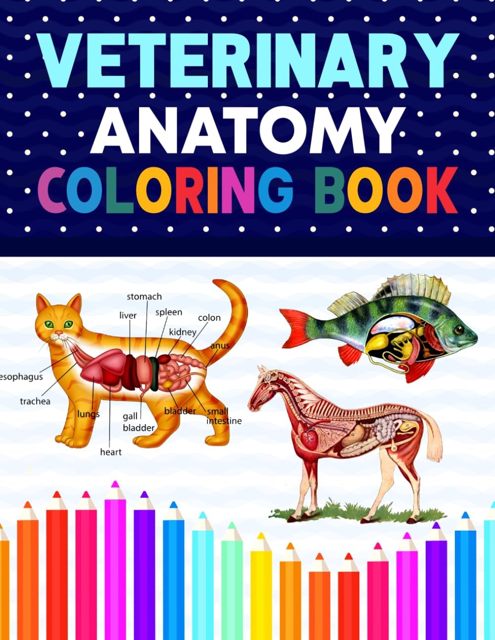 Veterinary Anatomy Coloring Book for All Ages
