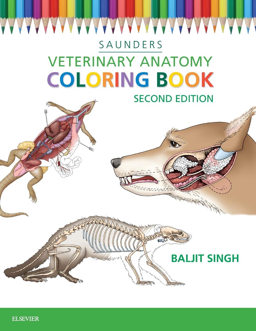 Master Veterinary Anatomy Through Coloring