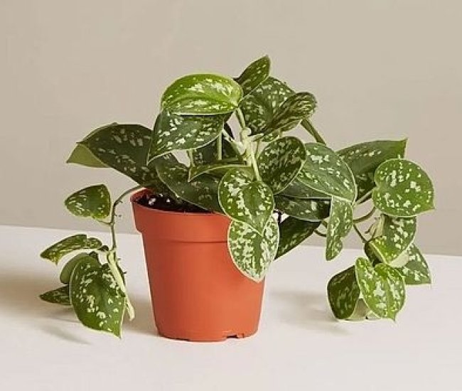 A Low Maintenance Potted Plant | ChunkyFinds | Find Your Chunky Products!