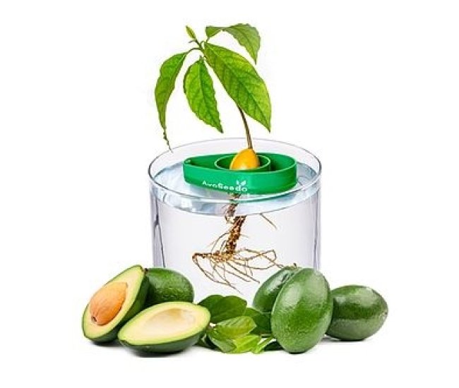 AvoSeedo Avocado Growing Kit