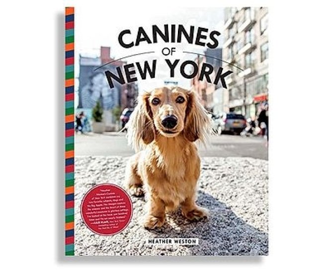 Canines of New York