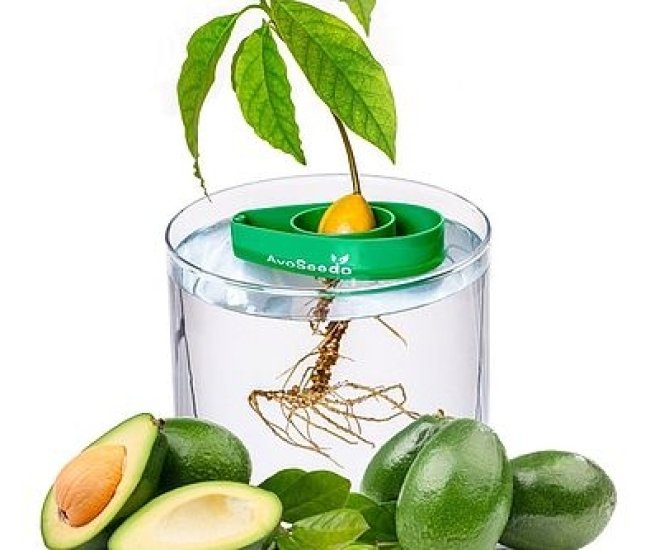 Grow Your Own Avocado Tree Kit