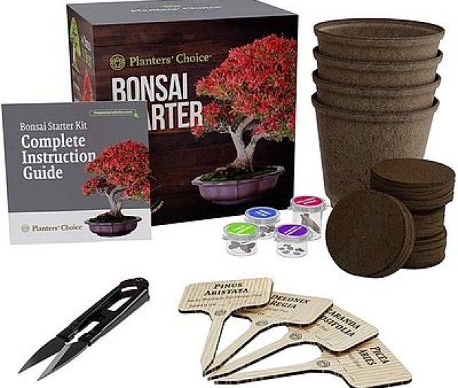 Grow Your Own Bonsai Tree Starter Kit