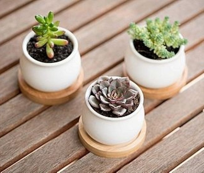 Mini Succulent Plants