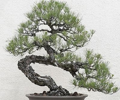 Black Pine Bonsai Tree Kit