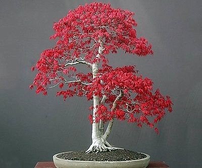 Bonsai Red Maple Tree Star...