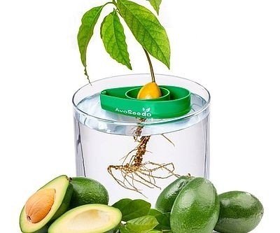 DIY Avocado Tree Growing Kit