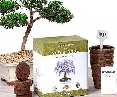 DIY Bonsai Tree Starter Kit