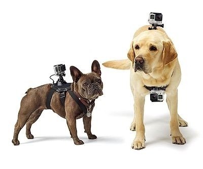 GoPro Mount for Dogs