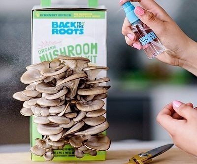 Gourmet Mushroom Growing Kit