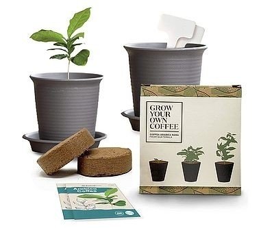 Grow Your Own Arabica Coffee