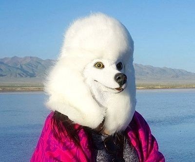 Realistic Dog Head Mask